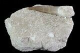 Bargain, Fossil Plesiosaur (Zarafasaura) Tooth In Rock - Morocco #73612-1